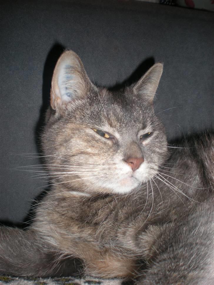 Blanding af racer Pjuske billede 7