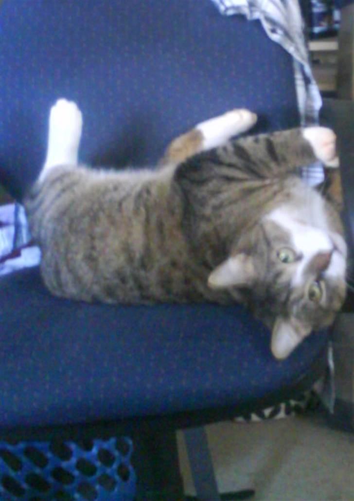 Blanding af racer Charlie - i legehumør :) billede 3