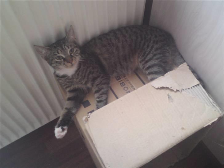 Huskat Cirkeline - Cirkelines plads her i huset er oven på papkassen billede 1