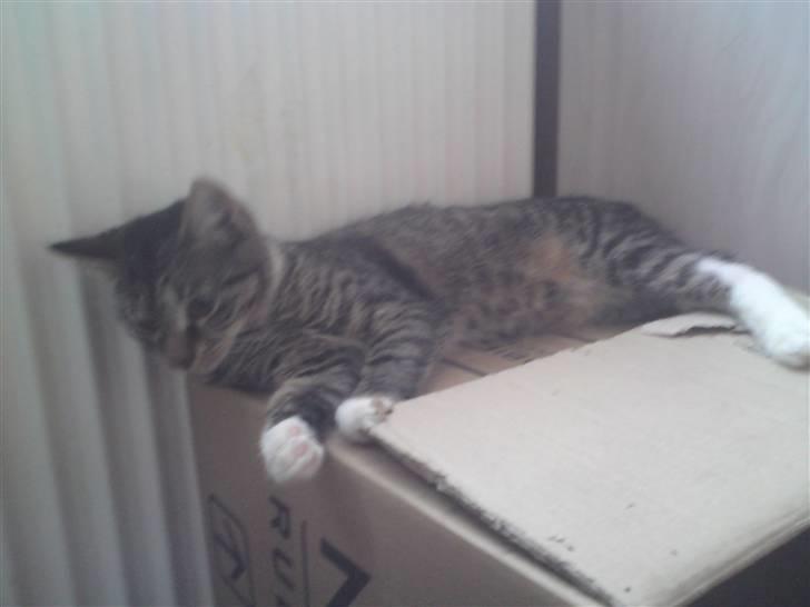 Huskat Cirkeline - igen et billede på hende plads billede 2