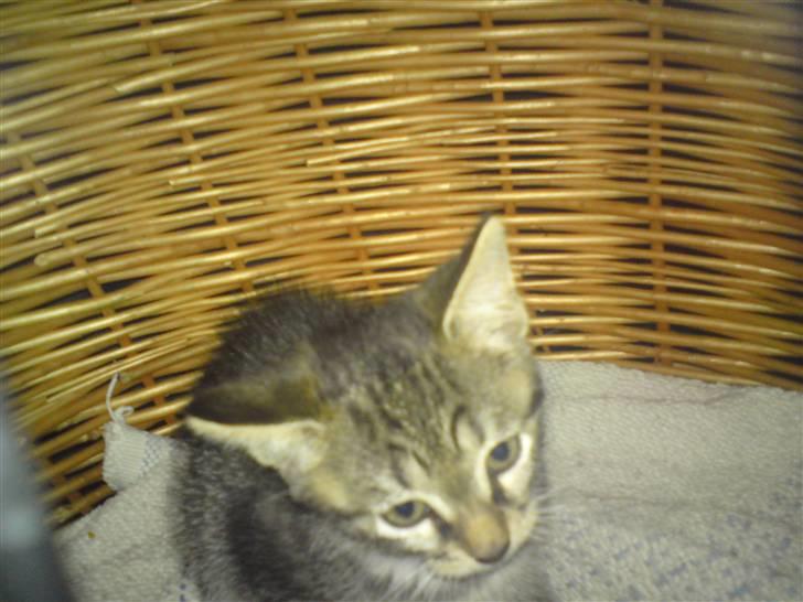 Huskat Cirkeline - lille bitte Cirkeline kun 8-9uger gammel billede 3