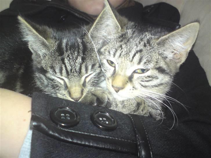 Huskat Cirkeline - Cirkeline og hendes bror Twix. billede 4