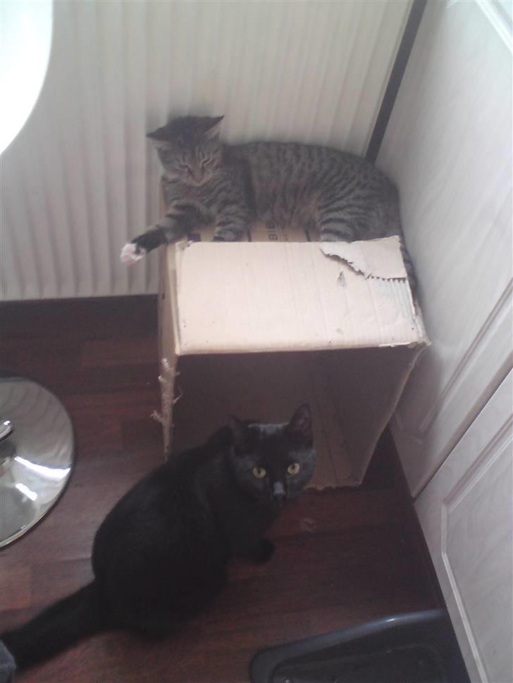 Huskat Cirkeline - Cirkeline oven på kassen og Bounty der lille så pænt sidder og venter på om han også må være der. billede 5