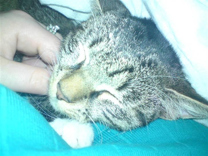 Huskat Cirkeline - Cirkelien putter imellem sin nye mor og far billede 6