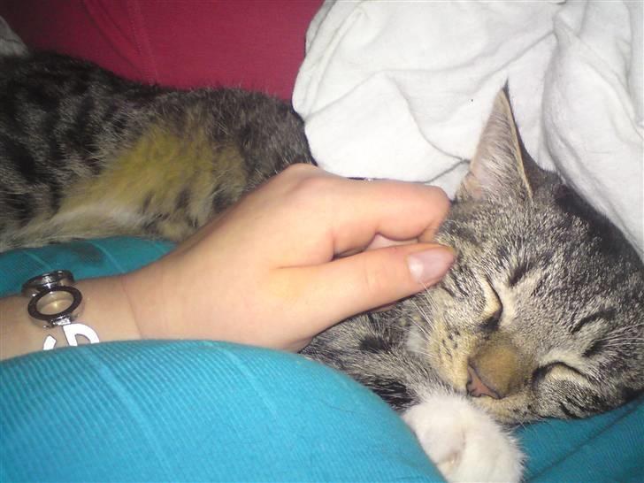 Huskat Cirkeline - lidt nusseri og Cirkeline er solgt. billede 7