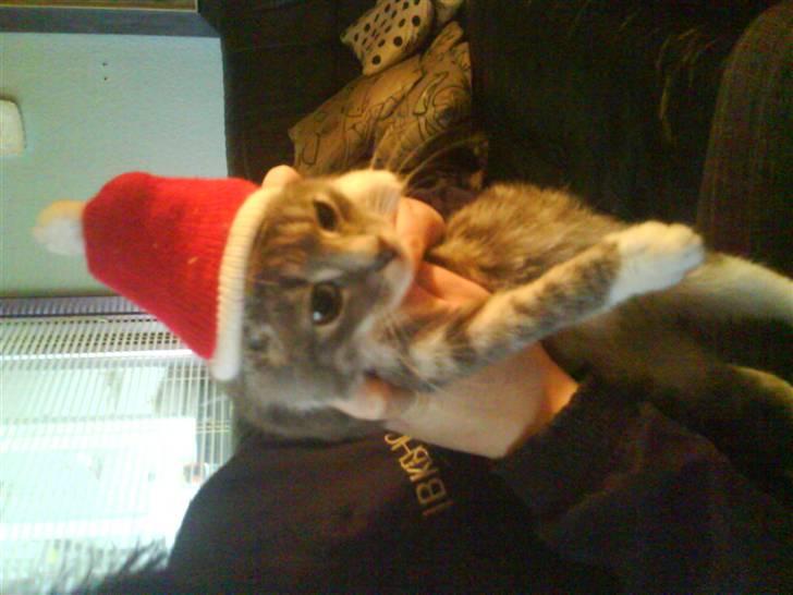 Huskat Hulu (: <3 billede 1