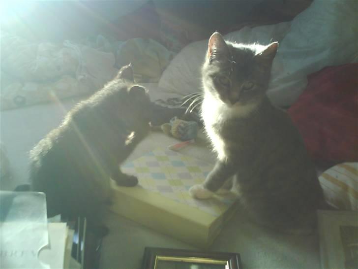 Huskat Hulu (: <3 billede 2