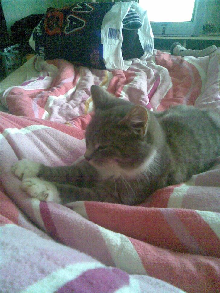 Huskat Hulu (: <3 billede 4