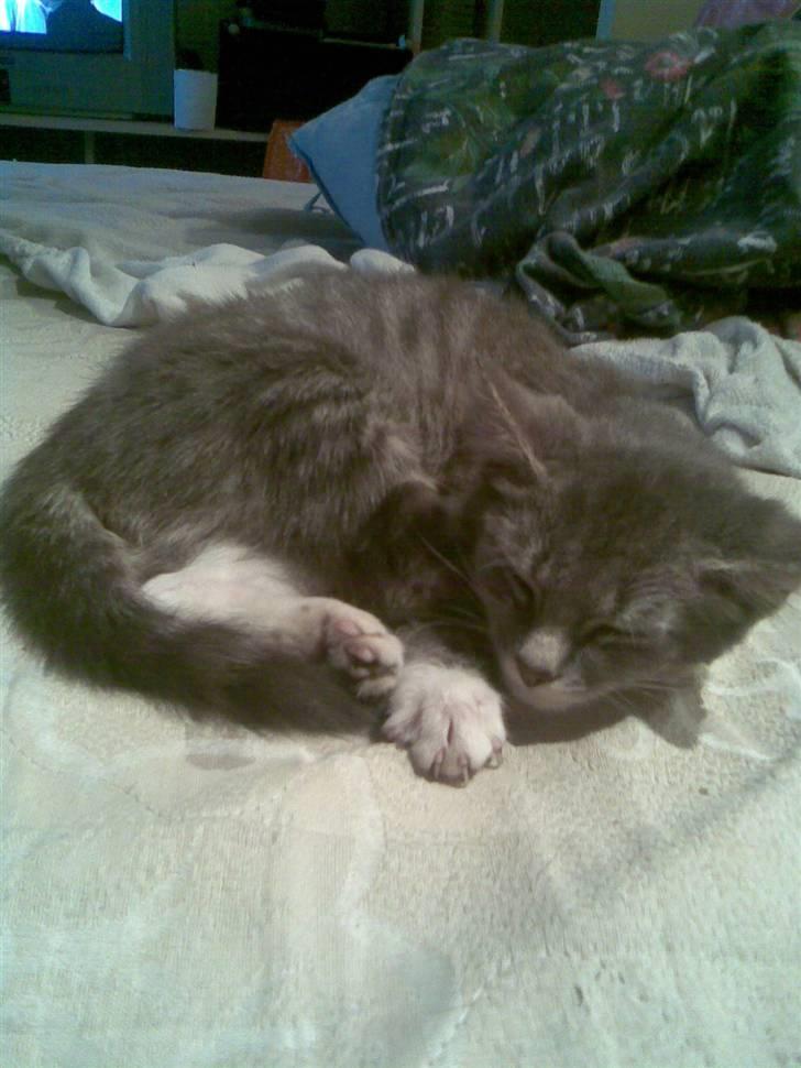 Huskat Hulu (: <3 billede 5