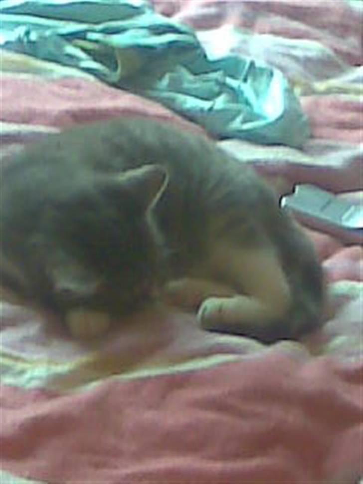 Huskat Hulu (: <3 billede 6