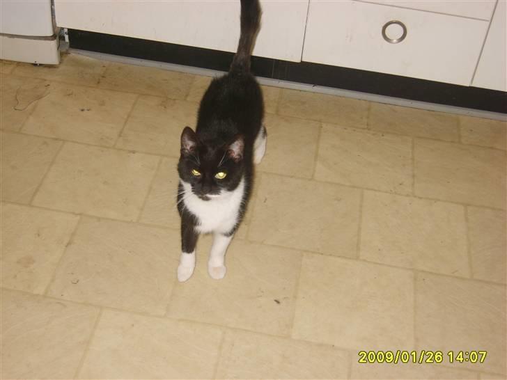 Huskat Lykke. - Nyt. Her er jeg. billede 11