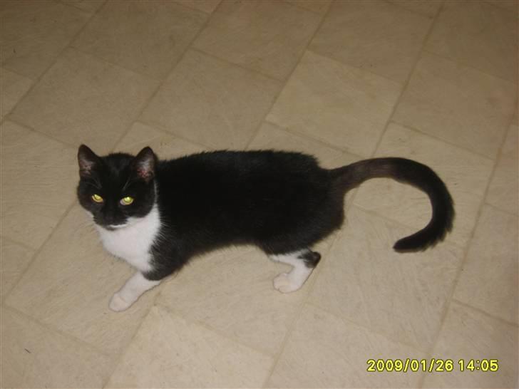 Huskat Lykke. - nyt. billede 12