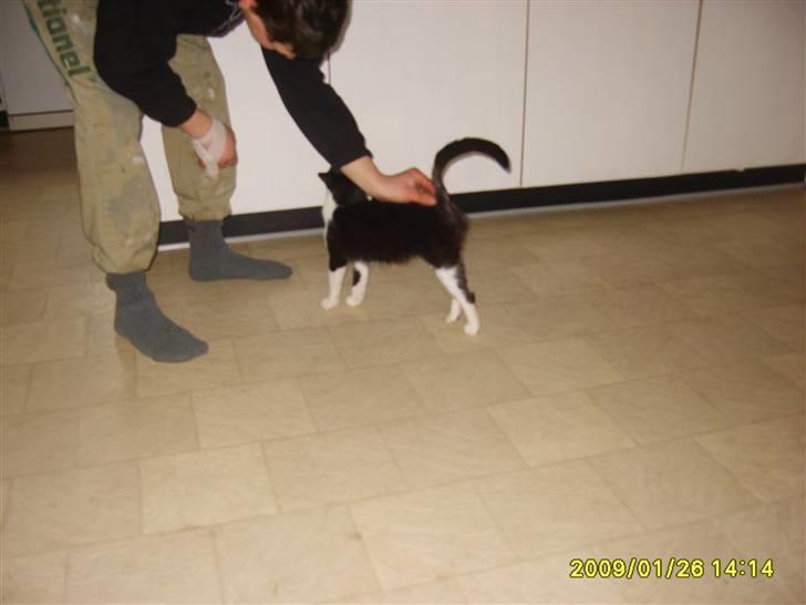 Huskat Lykke. - nyt, er meget kælen billede 13