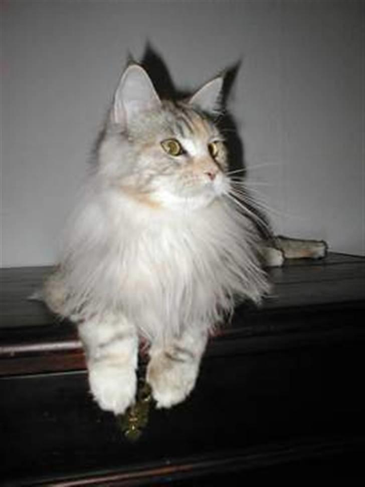 Maine Coon DK Udklittens Cindy billede 1