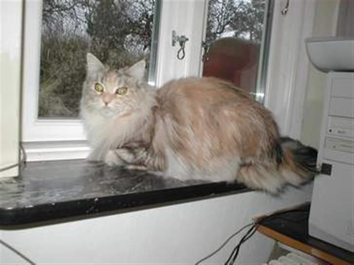 Maine Coon DK Udklittens Cindy billede 2