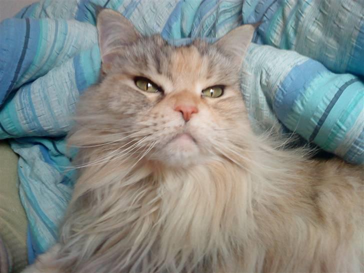 Maine Coon DK Udklittens Cindy billede 6