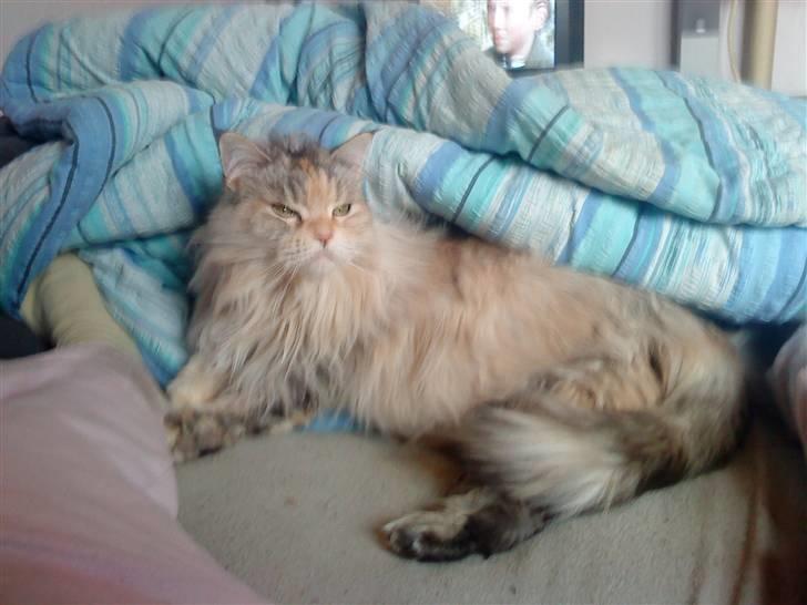 Maine Coon DK Udklittens Cindy billede 7