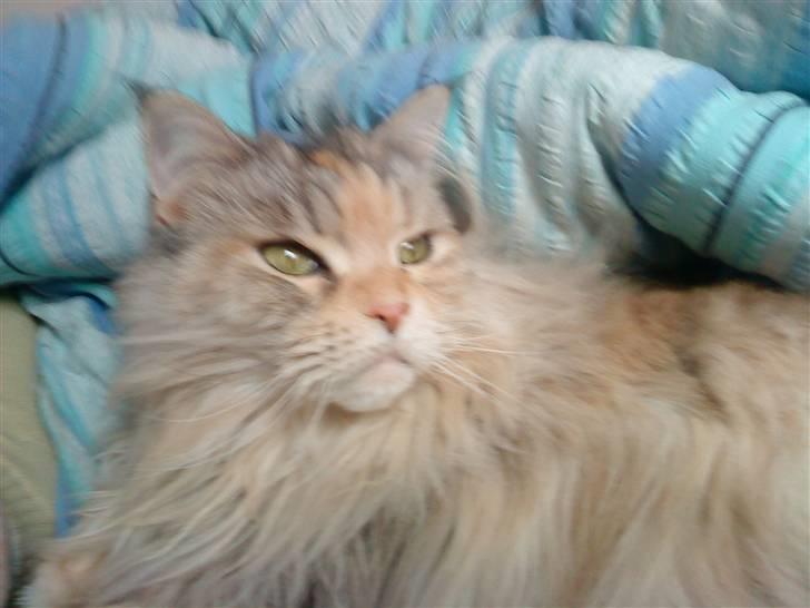 Maine Coon DK Udklittens Cindy billede 8