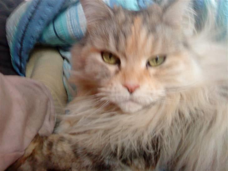 Maine Coon DK Udklittens Cindy billede 9