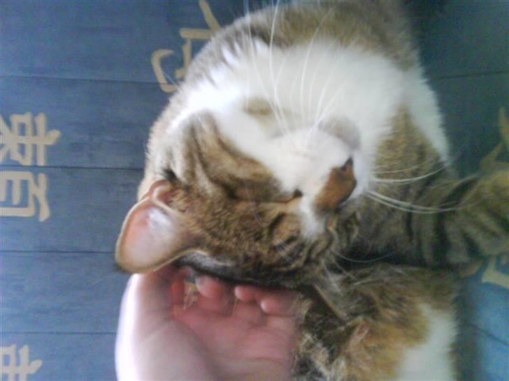 Blanding af racer Charlie billede 12