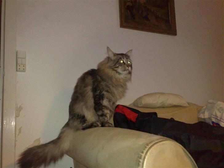 Maine Coon mercy billede 17