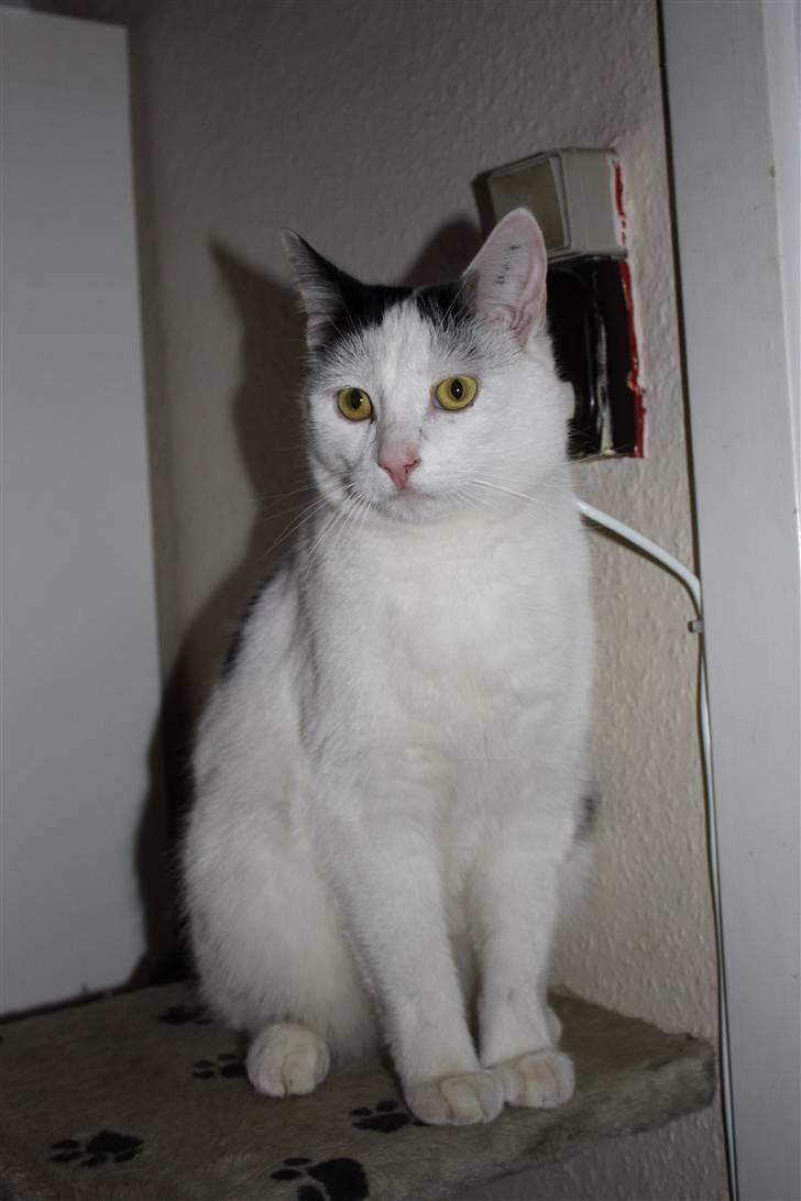 Huskat Lucifer - er han ikk bare kær billede 4