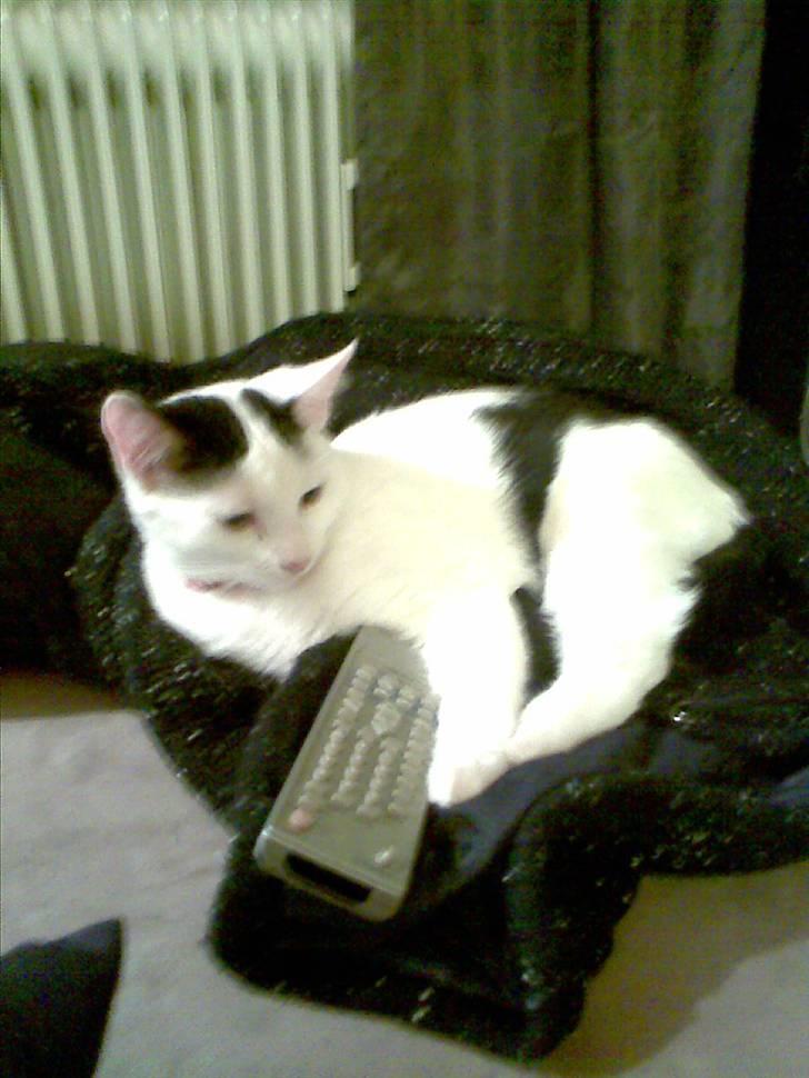 Huskat Lucifer - jah han elsker tv´et billede 5