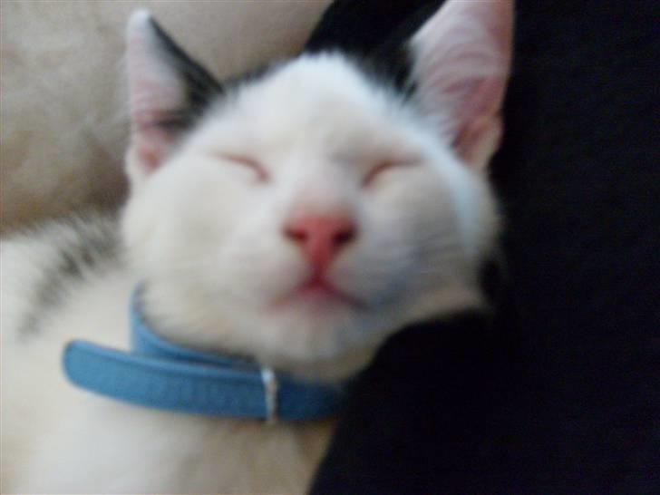 Huskat Lucifer - zzzZZZZZZZZZzzzzzzz billede 6