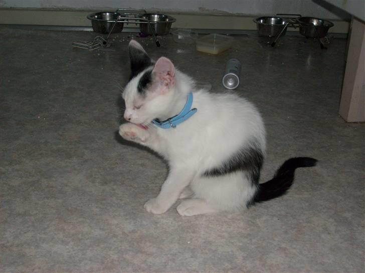 Huskat Lucifer - lucifer er meget renlig lidt for renlig engang i mellem billede 7