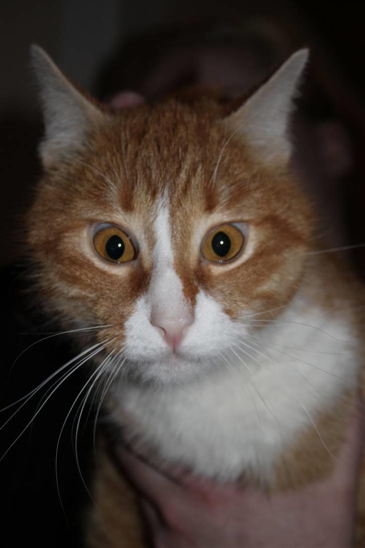 Huskat Rollo - det kalder jeg at være nuser billede 1