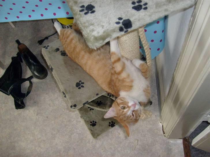 Huskat Rollo - jah han ser bare kvik ud eller ! billede 2