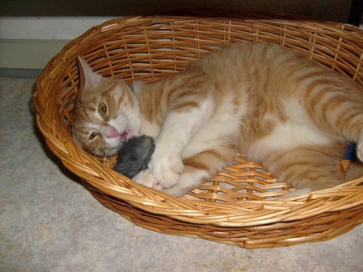 Huskat Rollo - er det ikk sødt billede 3