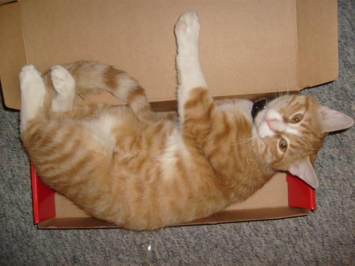 Huskat Rollo billede 4