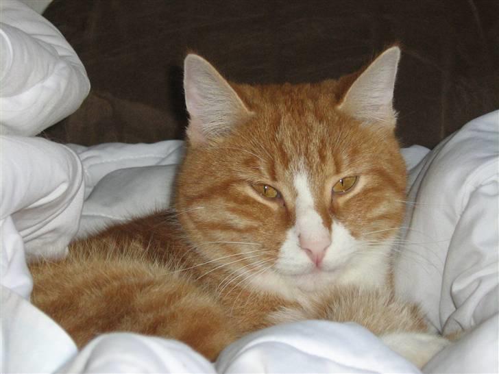 Huskat Rollo billede 5