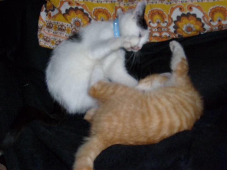 Huskat Rollo billede 6