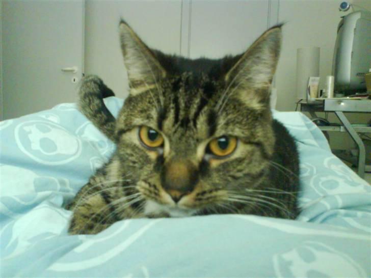 Huskat lady - slapper af i sengen billede 1