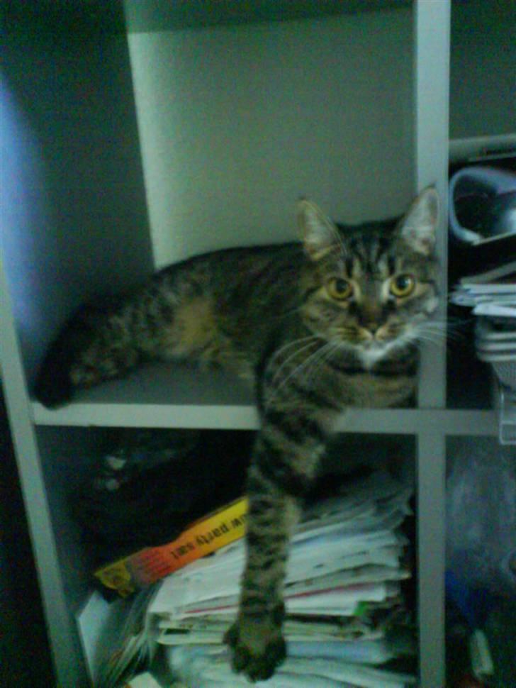 Huskat lady - ligger i reolen og slapper af billede 2