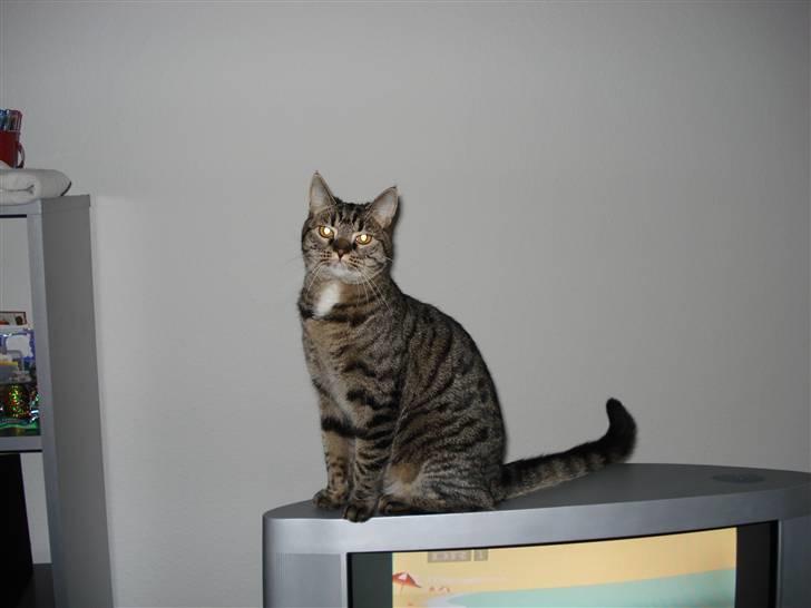 Huskat lady - sidder på tvet selv om jeg ikke må billede 3