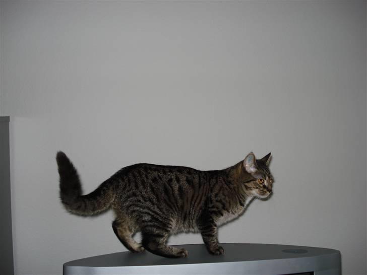 Huskat lady - løber  billede 4