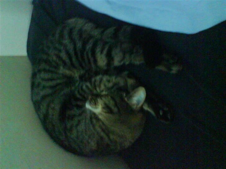 Huskat lady - ZZZzzzzZZZ billede 5