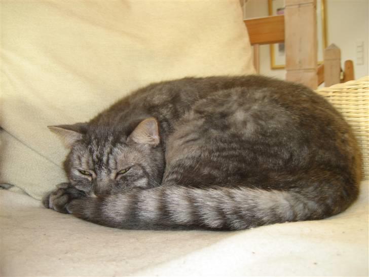 Blanding af racer spider billede 19