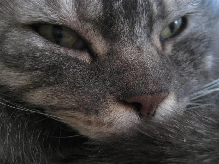 Blanding af racer spider billede 20