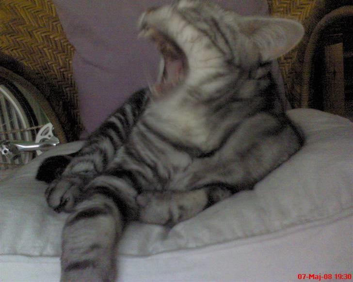 British Shorthair Albert - Gab...utroligt hun blir ved med at tage billeder af mig, åh det er kedeligt at være lækker. billede 14