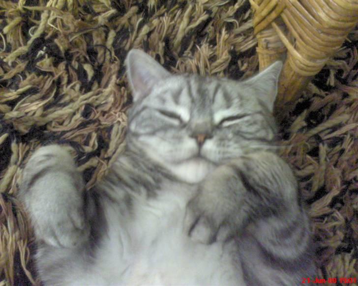 British Shorthair Albert - Snork..zzzzzz ahh hygge på tæppet. billede 15