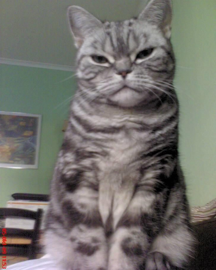 British Shorthair Albert - Hva´ laver du??? billede 16