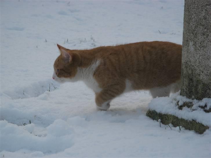 Huskat Hanibal - 1) velkommen til Hanibals profil, der kommer mange flere billeder hurtigs mulig (9/2 2009)  billede 1