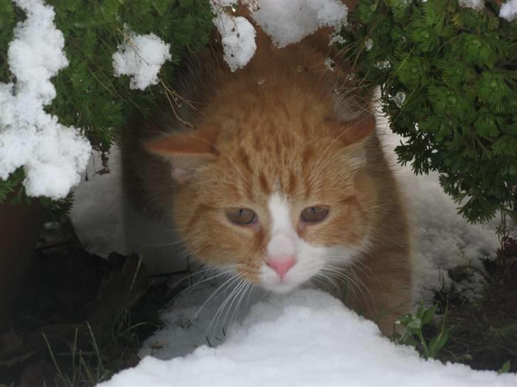 Huskat Hanibal - 2) <3 (9/2 2009) billede 2