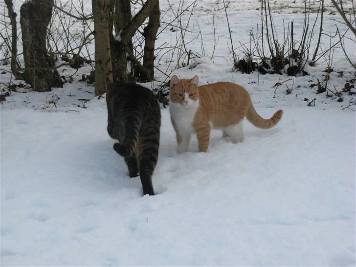 Huskat Hanibal - 3) Hanibal og Hasan <3 (9/2 2009) billede 3