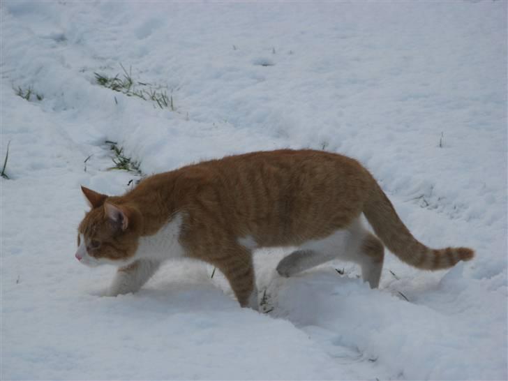 Huskat Hanibal - 4) <3 (9/2 2009) billede 4