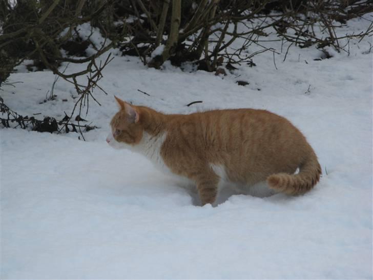 Huskat Hanibal - 5) <3 (9/2 2009) billede 5